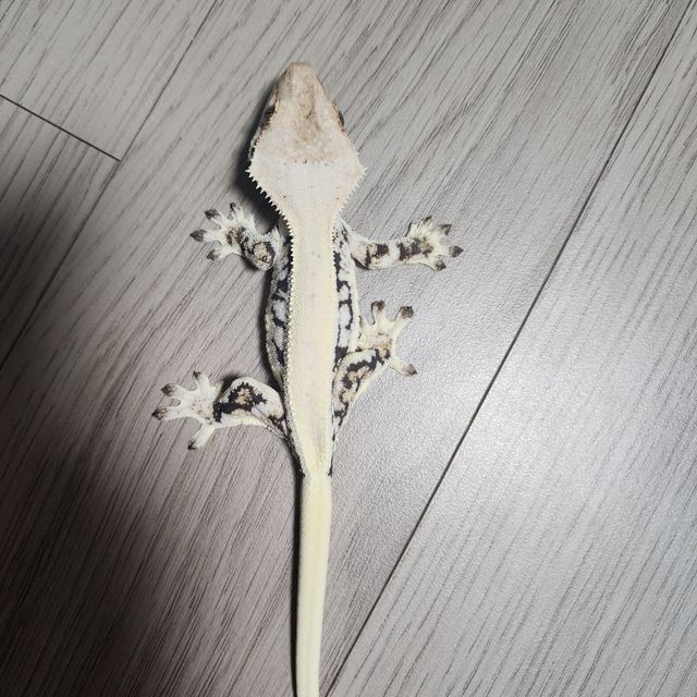 릴리화이트