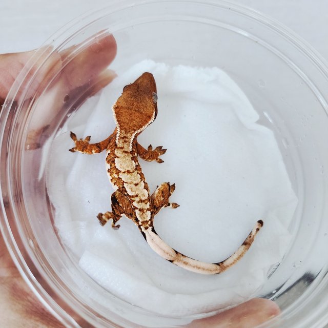 익스트림할리퀸 할리퀸 화이트스팟 화이트크라운 텐저린 화이트핀