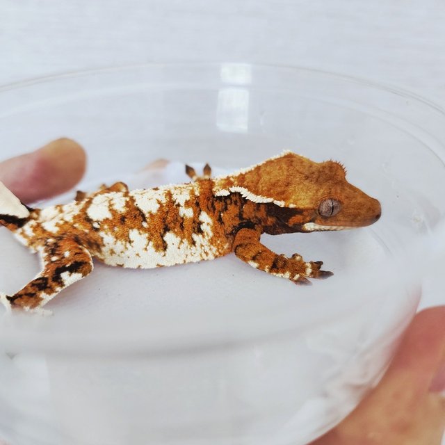 White Crown Tangerine Harlequin White Spot Extreme Harlequin