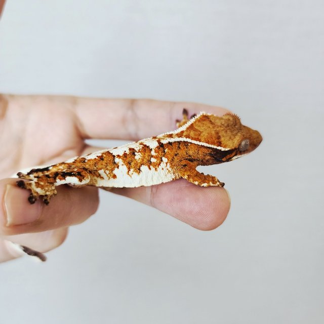 White Pin Extreme Harlequin White Tangerine White Spot Tri