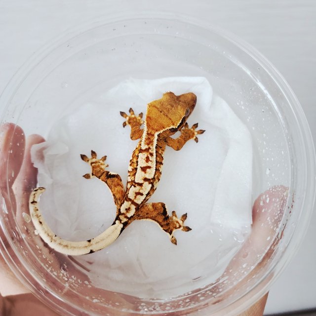 익스트림할리퀸 할리퀸 화이트핀 화이트크라운 화이트스팟 텐저린