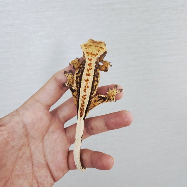 100% Het Axanthic Tri Full Pinstripe Quad