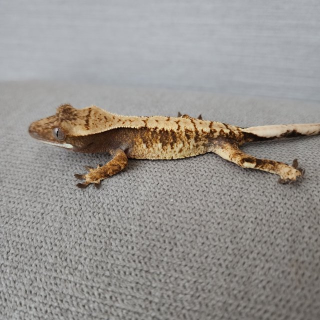 트라이 익스트림할리퀸