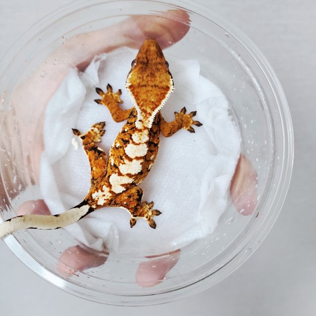 Tangerine Extreme Harlequin Tri White Crown Harlequin White Spot