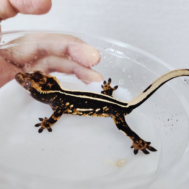 블랙 엠티백 풀핀