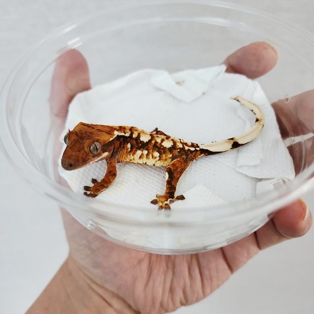 트라이 화이트핀 텐저린 익스트림할리퀸 할리퀸