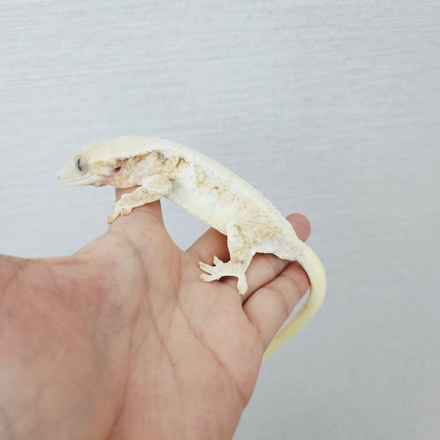 릴리화이트 트라이