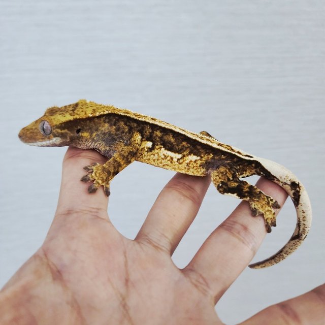 100% Het Axanthic Pinstripe Tri White Pin Quad