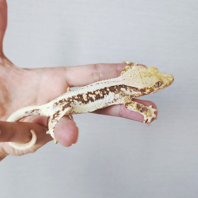 Lilly 100% Het Axanthic Tri Drippy Full Pinstripe Quad
