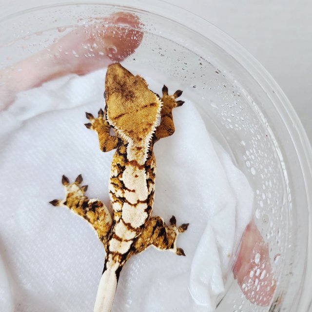 트라이 익스트림할리퀸 할리퀸 화이트크라운 텐저린