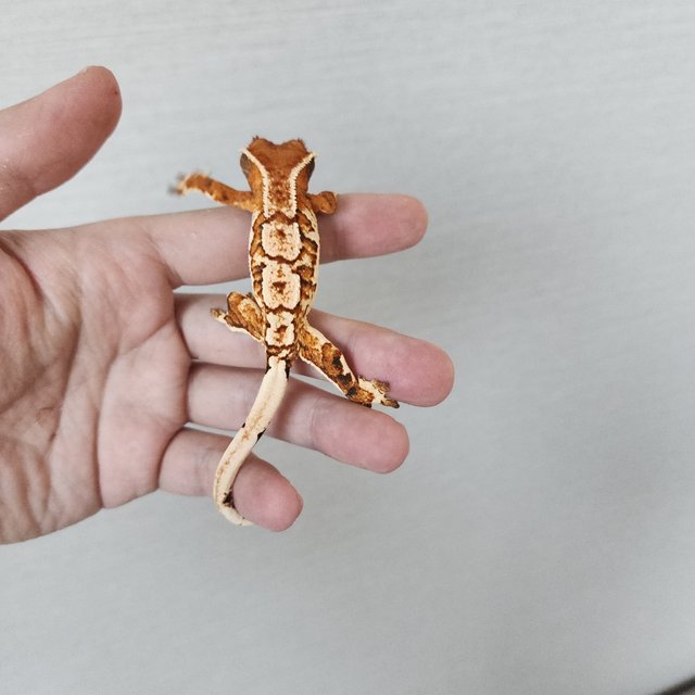 익스트림할리퀸 할리퀸 트라이 화이트크라운 화이트핀 텐저린