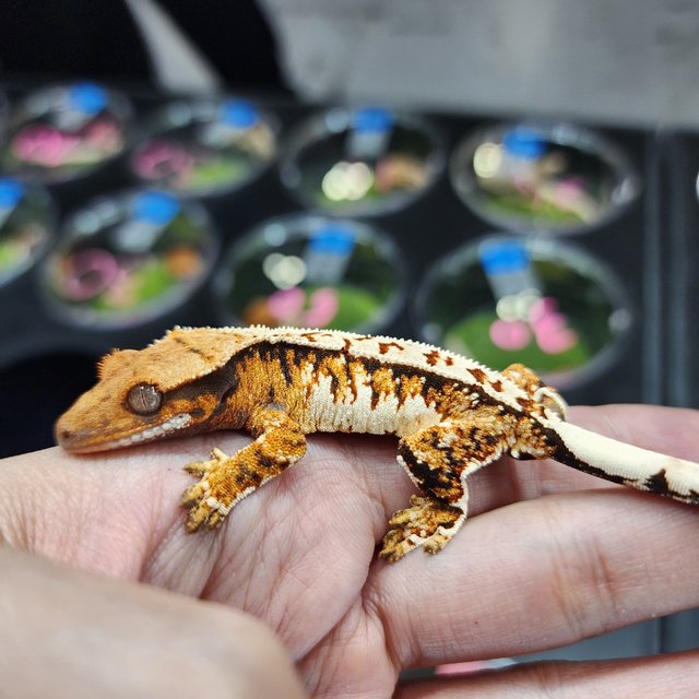 트라이 익스트림할리퀸 할리퀸 화이트스팟 텐저린