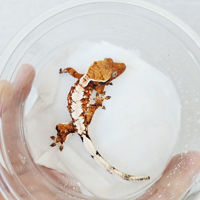 White Spot Tri Tangerine White Crown Extreme Harlequin Harlequin