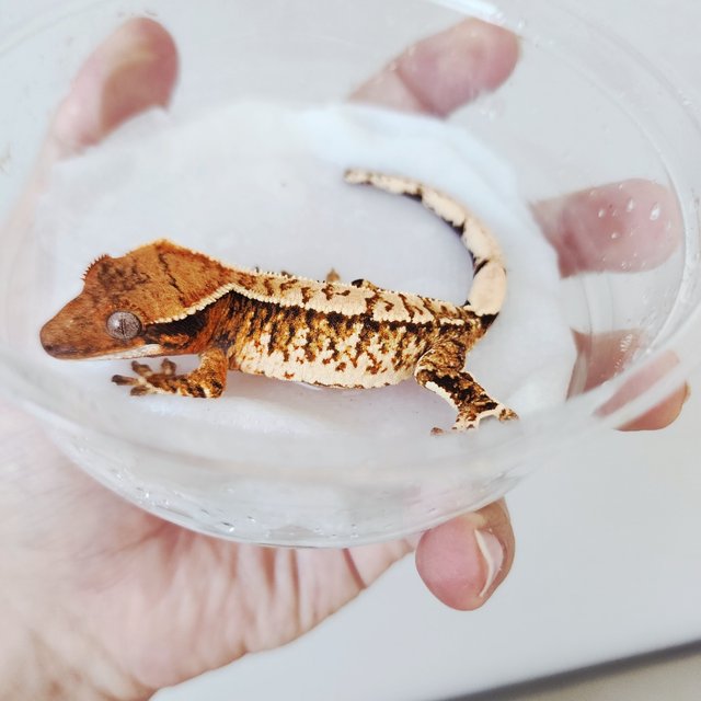 Tri White Spot White Crown Extreme Harlequin Tangerine