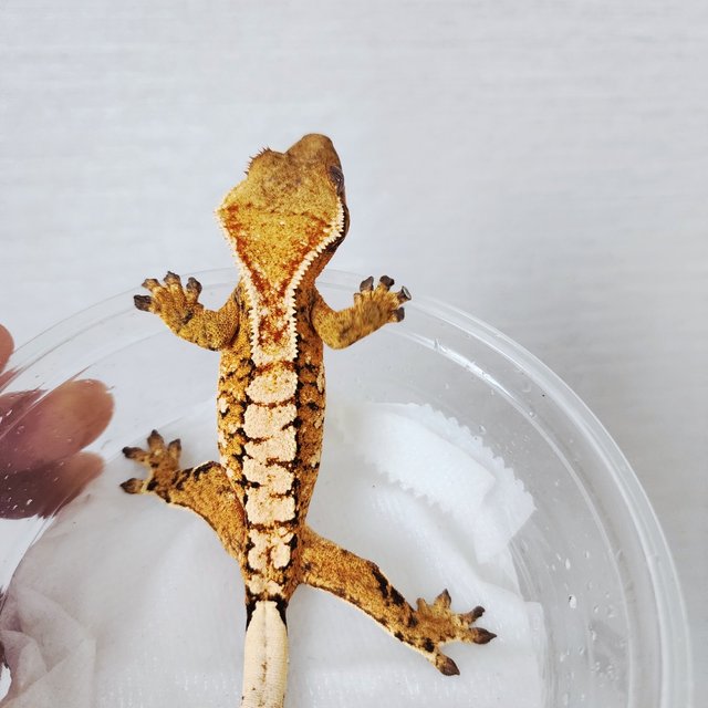 Tri Extreme Harlequin Harlequin White Crown