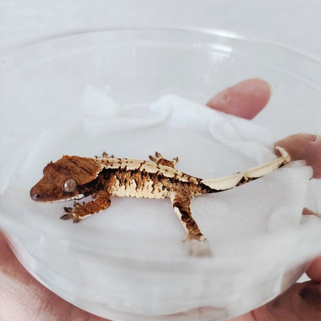 Tri Extreme Harlequin Harlequin White Spot White Crown Tangerine