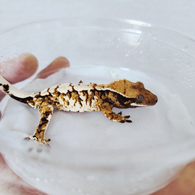 트라이 익스트림할리퀸 할리퀸 화이트크라운 텐저린