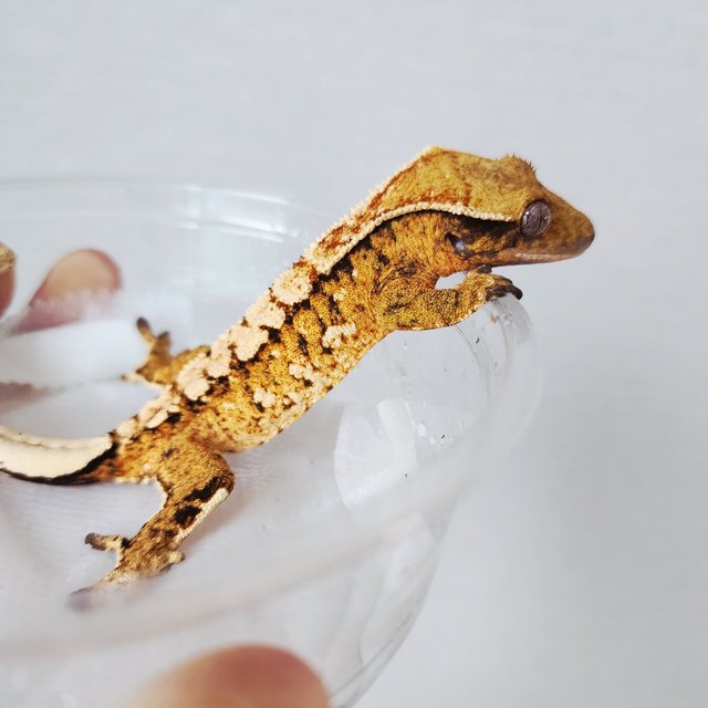 Tri Extreme Harlequin Harlequin White Crown