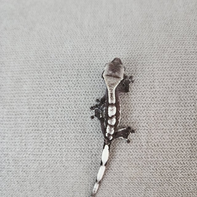 아잔틱 화이트스팟 할리퀸