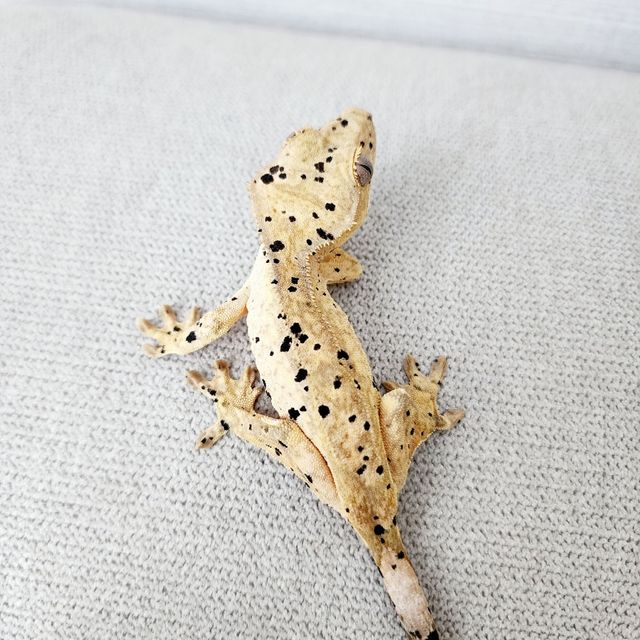 Super Dalmatian
