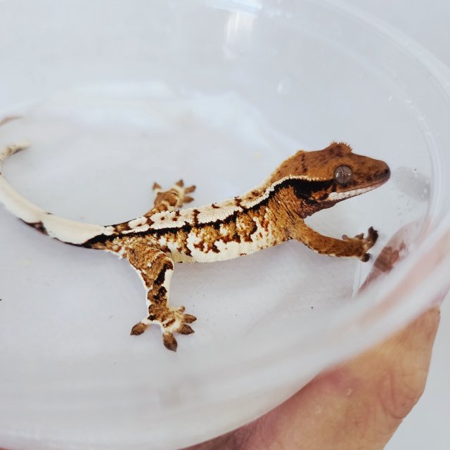 Tri Tangerine Extreme Harlequin Harlequin White Pin