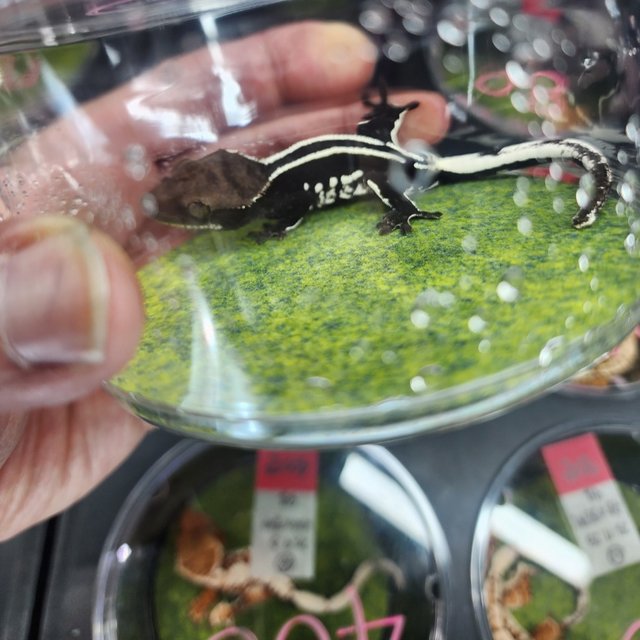 아잔틱 핀스트라이프 쿼드 블랙