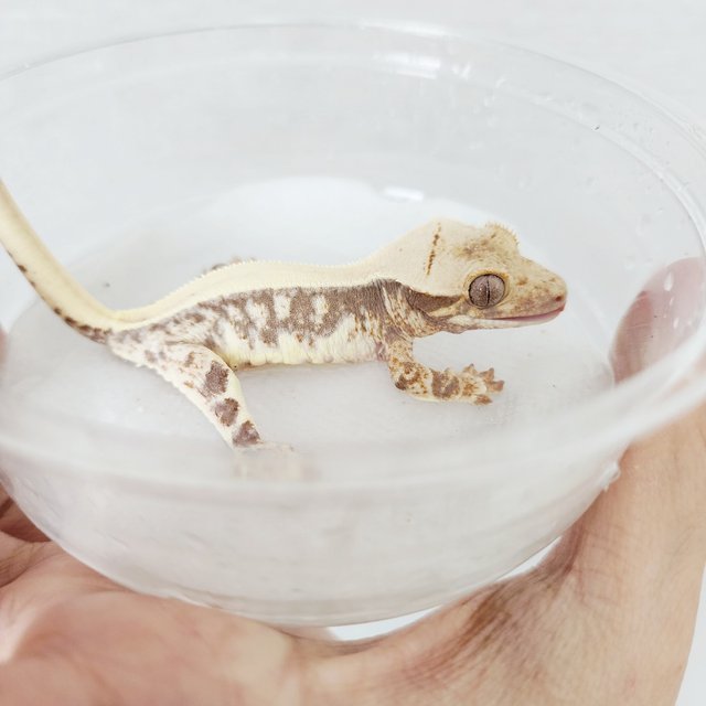 Drippy Solid Back Lilly 100% Het Axanthic