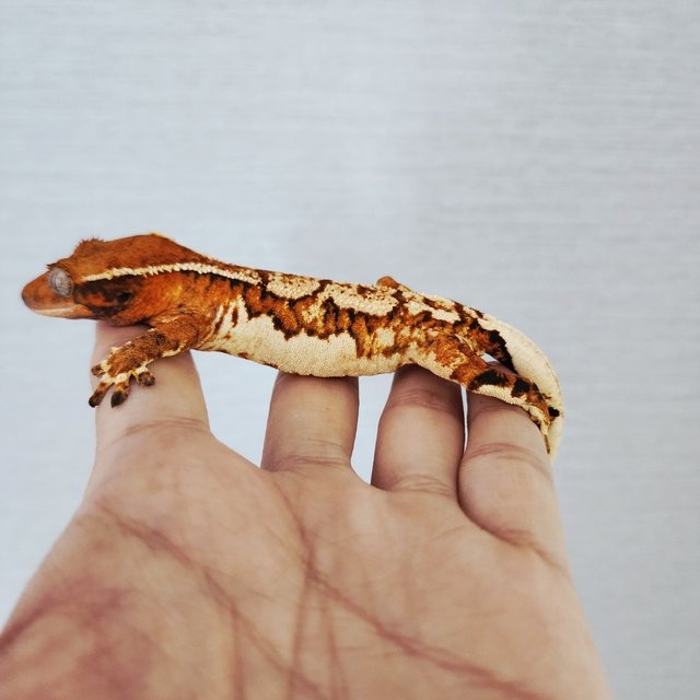 Harlequin White Spot White Crown Tangerine Tri Extreme Harlequin