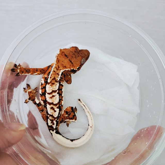 Tri Extreme Harlequin Harlequin Tangerine White Crown