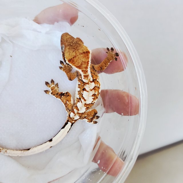 Tangerine Tri White Pin White White Spot Extreme Harlequin