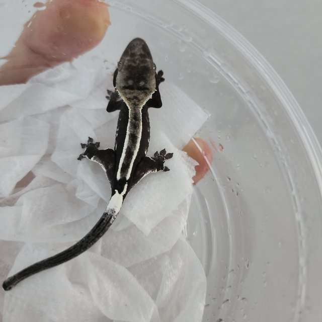 아잔틱 핀스트라이프 화이트핀 화이트스팟 화이트포트홀