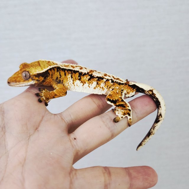 Tri Extreme Harlequin Harlequin White Spot White Crown Tangerine
