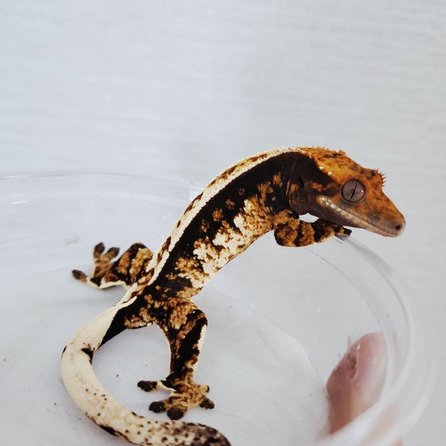 Tri Quad Pinstripe White Pin Black 100% Het Axanthic