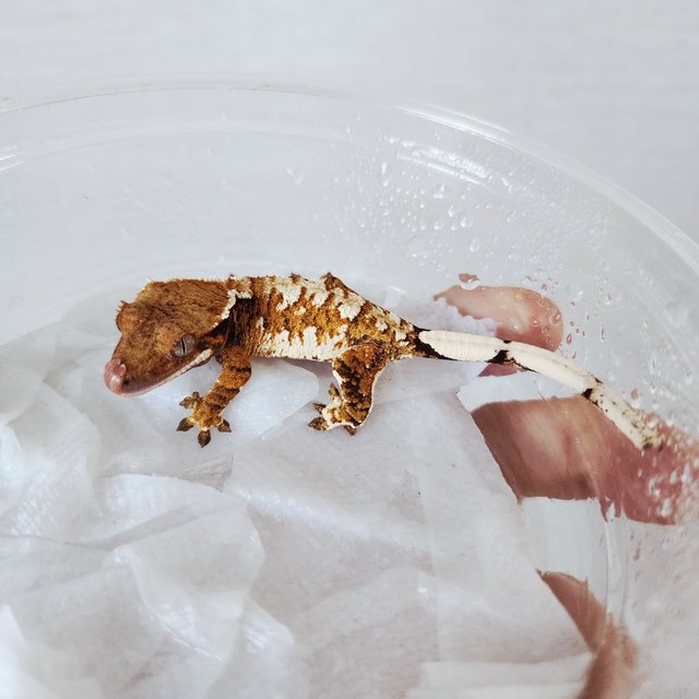 익스트림할리퀸 할리퀸 화이트스팟 화이트크라운 텐저린