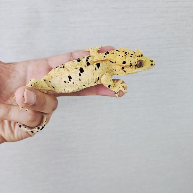 Super Dalmatian