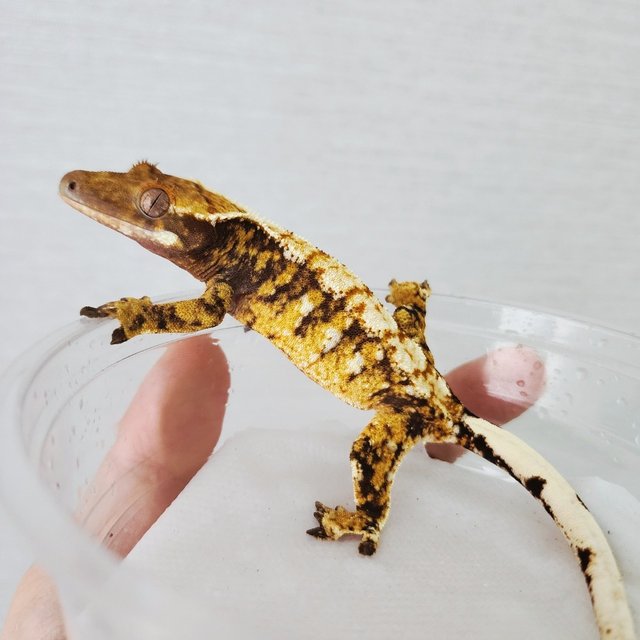 Tri Harlequin Extreme Harlequin White Spot White Crown