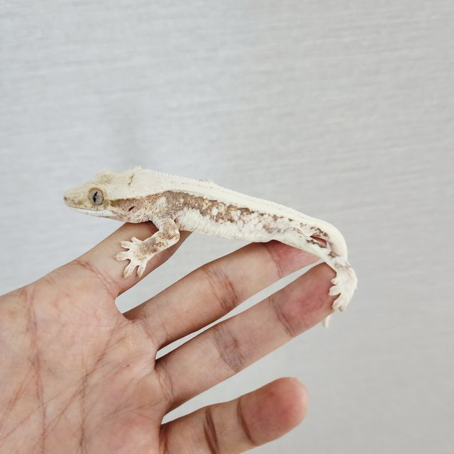 Lilly 100% Het Axanthic Tri Full Pinstripe