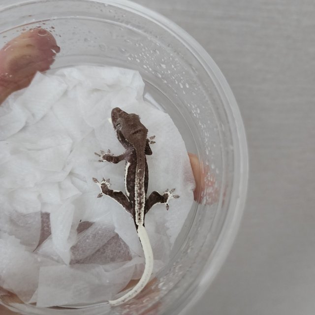 릴잔틱 팬텀 풀핀 화이트핀