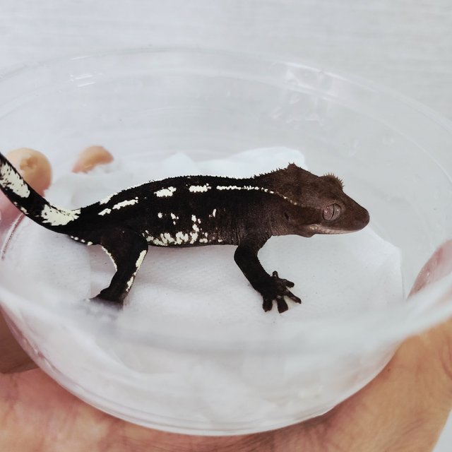 Axanthic White Spot Harlequin White Pin White Porthole Black