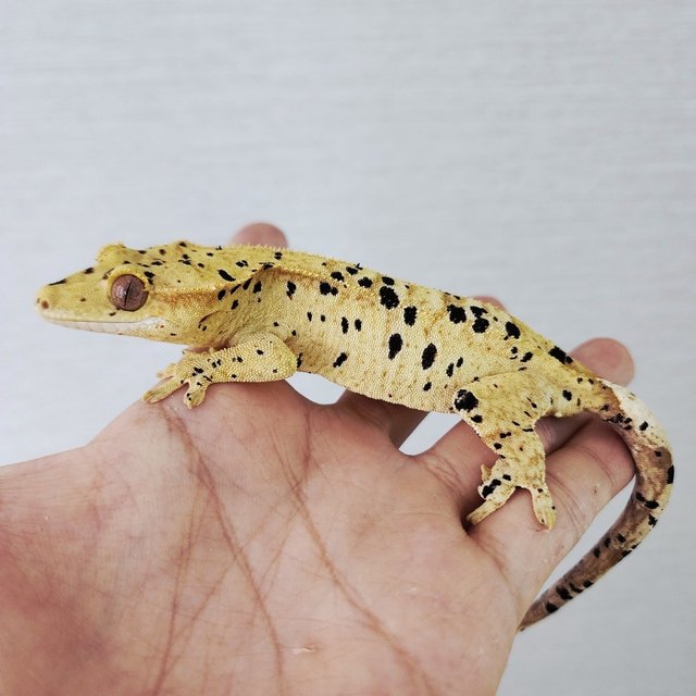 Super Dalmatian