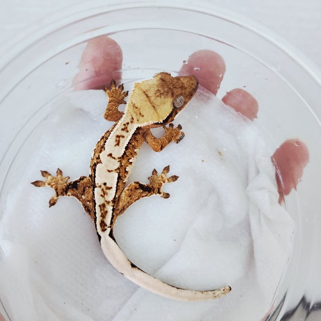 트라이 화이트크라운 화이트핀 할리퀸 익스트림할리퀸 텐저린