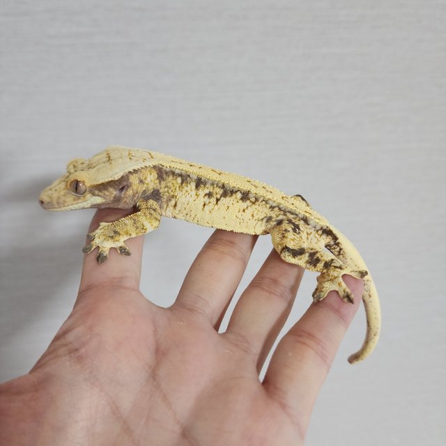 트라이 드리피 화이트스팟 풀핀 화이트포트홀 화이트핀