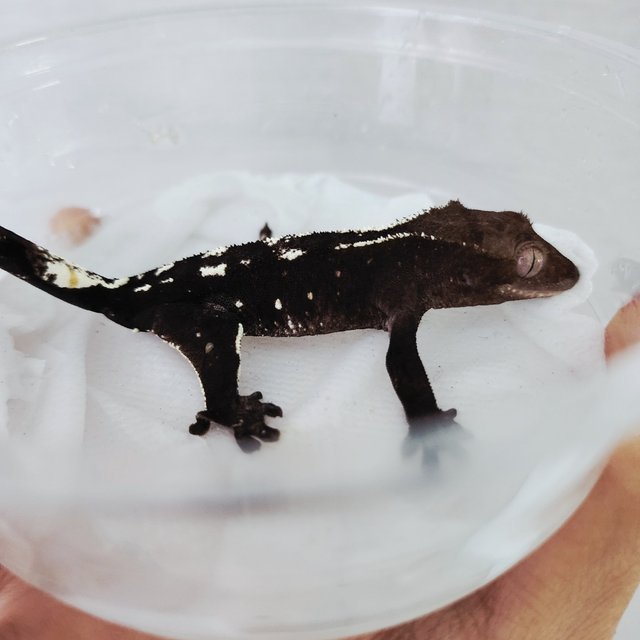 Axanthic White Spot White Crown White Pin Black