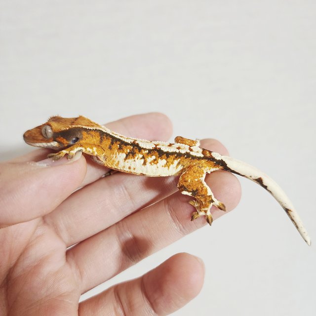 Tri Extreme Harlequin Harlequin White Spot White Crown Tangerine
