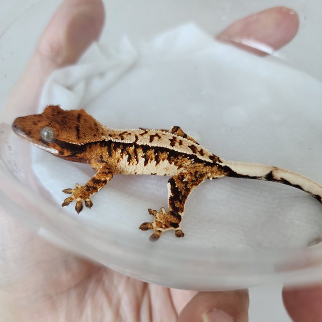 트라이 익스트림할리퀸 할리퀸 화이트핀