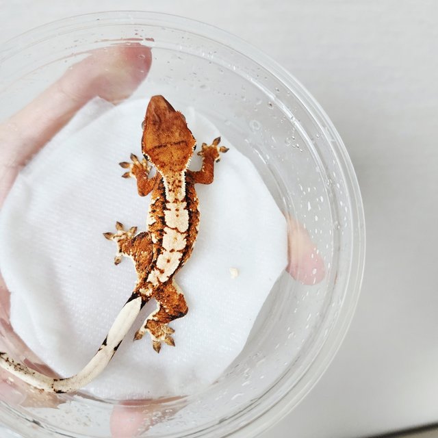 Tri Extreme Harlequin Harlequin White Crown Tangerine