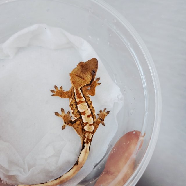 Tri Harlequin Extreme Harlequin Tangerine