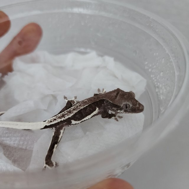 릴잔틱 팬텀 풀핀 화이트핀