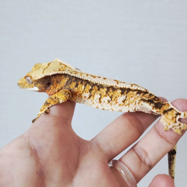 Extreme Harlequin Tri White Crown Tangerine White Spot Harlequin