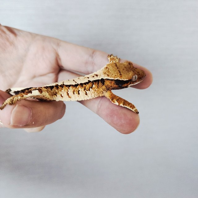 트라이 익스트림할리퀸 할리퀸 화이트크라운